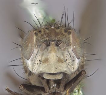 Media type: image;   Entomology 11137 Aspect: head frontal view